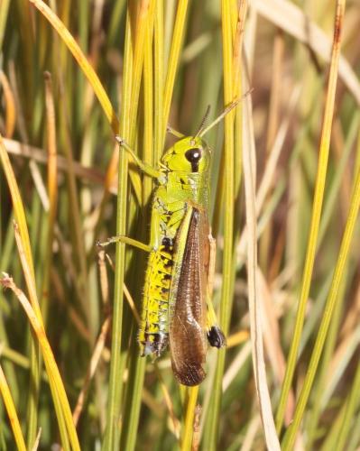 Stethophyma grossum